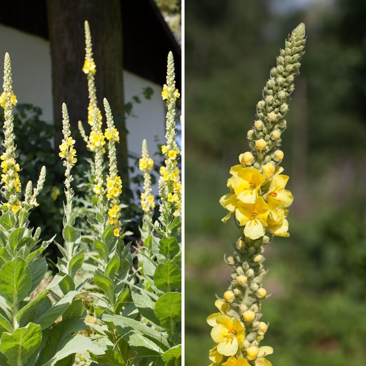 Mullein- Polar Summer